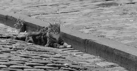 Cat on the road