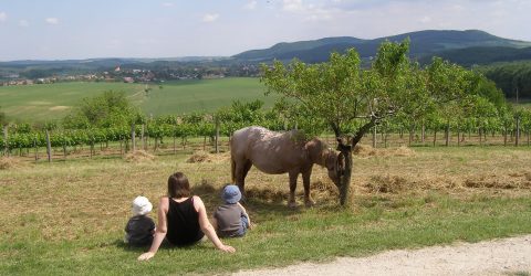 Living in the Village