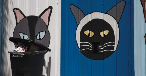 Stray Cat