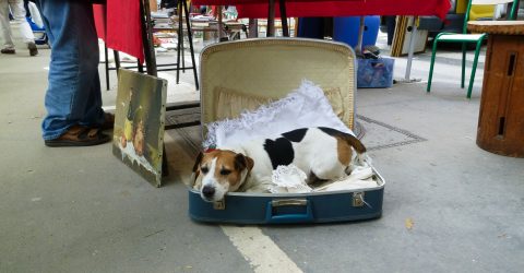 A smart dog