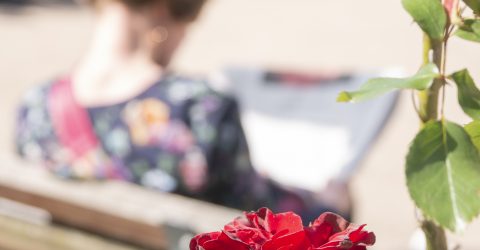 The  Rose and the Book