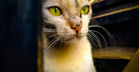 Rich Cat Poor Cat