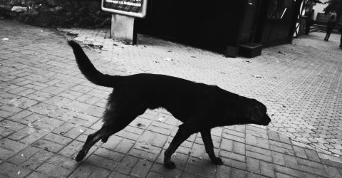 ghost dog