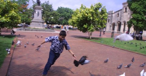 Chasing pigeons