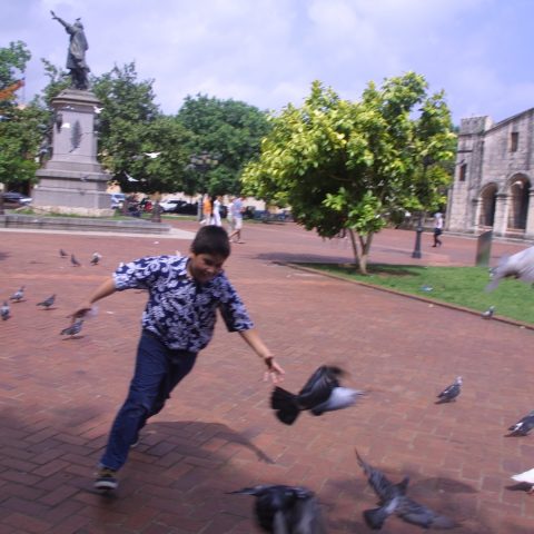 Chasing pigeons