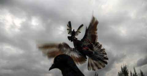 Racing Pigeons