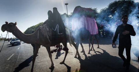 Camels cross the street