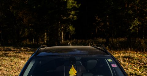 Autumn leaves