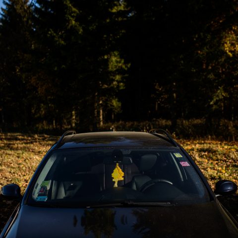 Autumn leaves