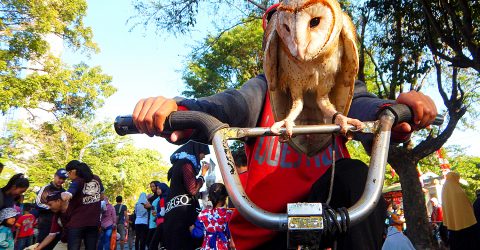 CYCLING OWLS