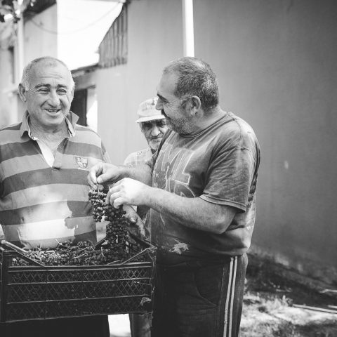 Grape harvest