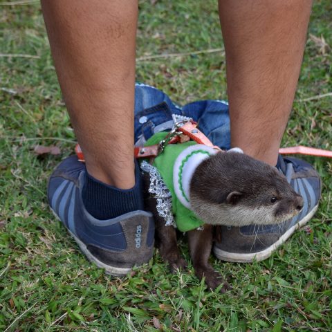 Sweety Otter