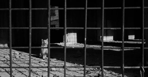 The Cat