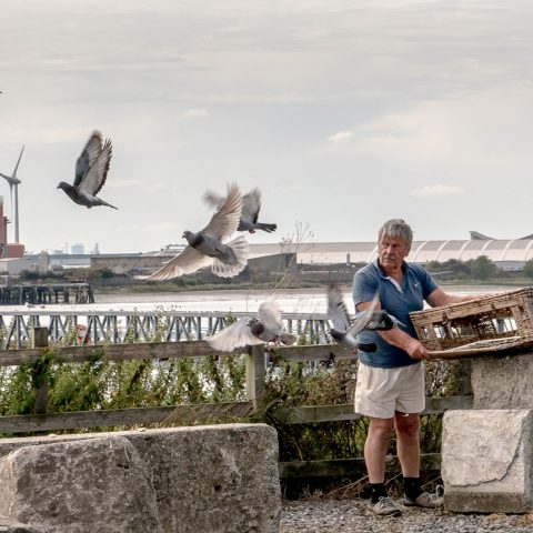 The Pigeon Racer