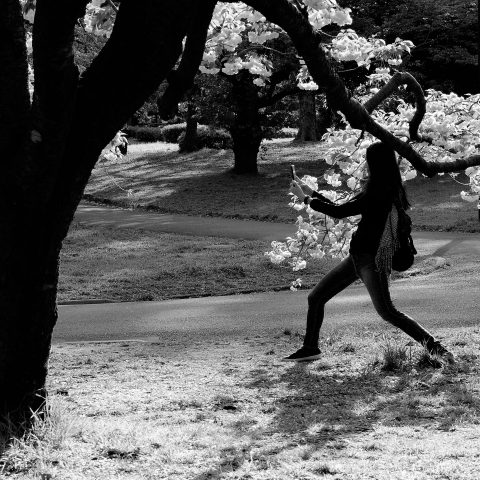 Tokyo glass ceiling: sakura obsession