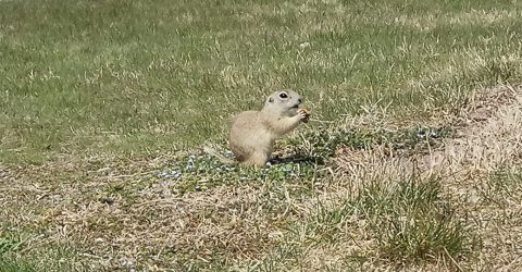 Small Animal