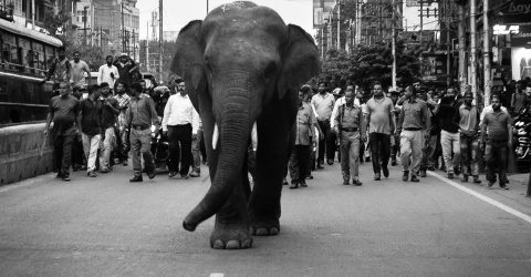 Wildlife vs Civilization…