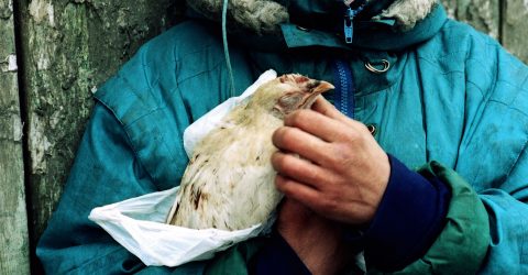 Portrait homeless woman with a hen