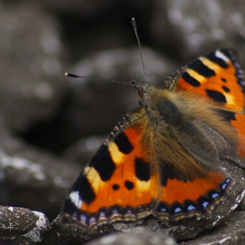 beauty butterfly