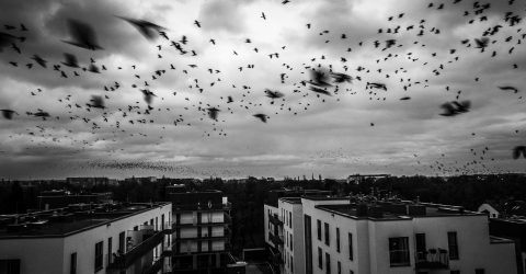 birds