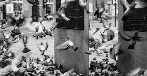 Birds in Malmö