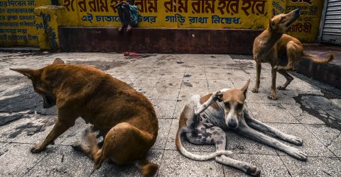 Dogs/Gods