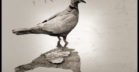 The heart of the pigeon