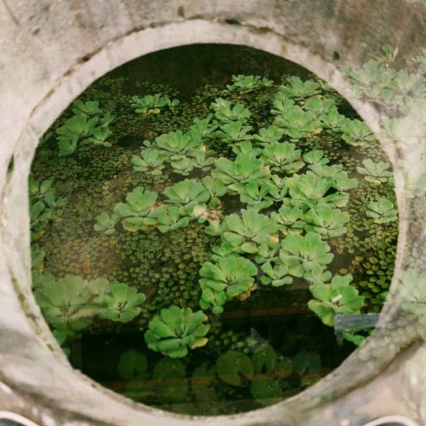 The Abandoned Nature