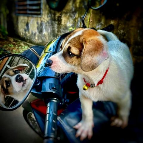The Puppy : Let’s look myself in the mirror.