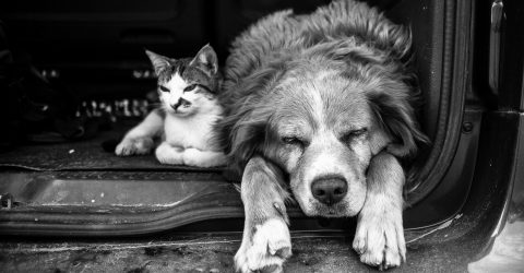 Love is not a matter of race