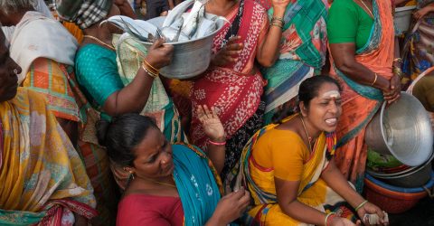 Kasimedu Fish Market in Chennai, India