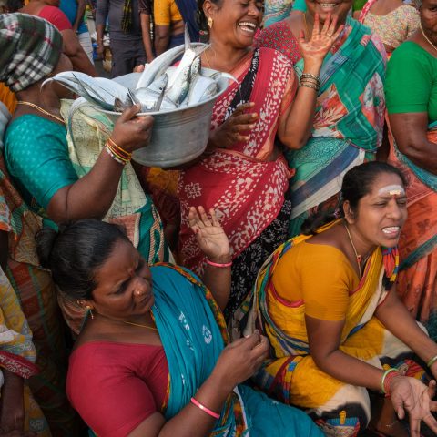 Kasimedu Fish Market in Chennai, India