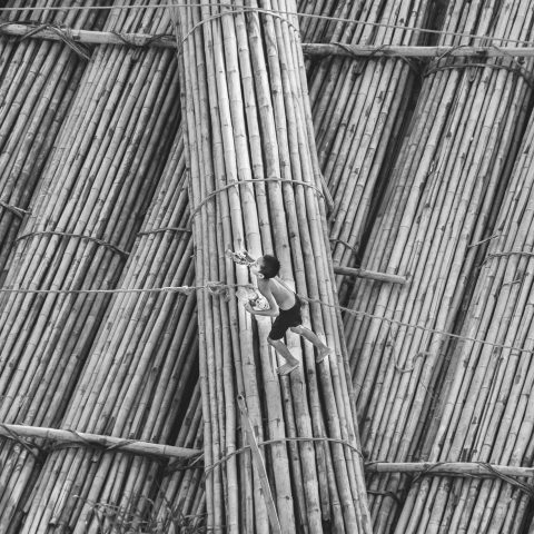 Drinking And Walking On Bamboos