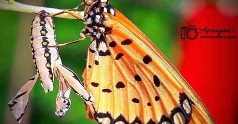 Butterfly Mother