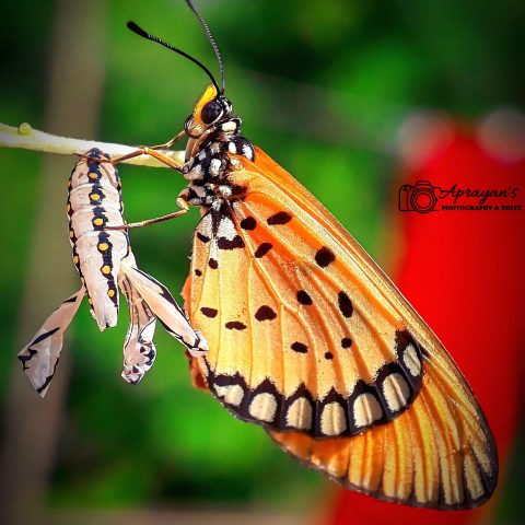Butterfly Mother