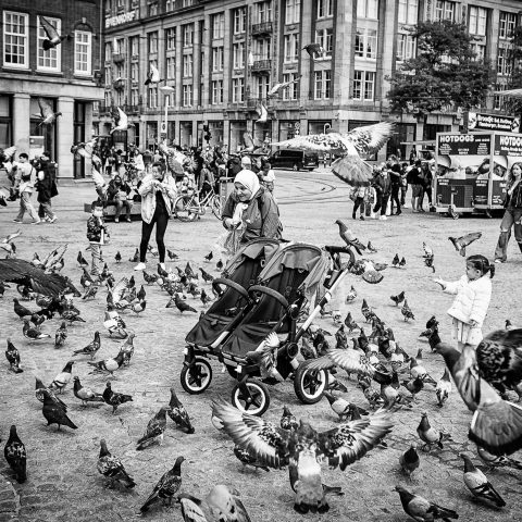 Feeding pigeons
