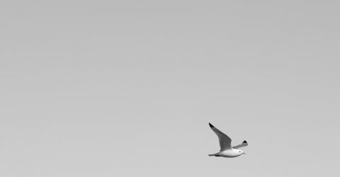 lonely gull
