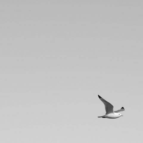 lonely gull