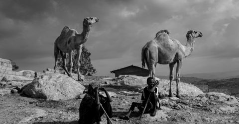 Herding camels
