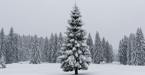l’albero 2