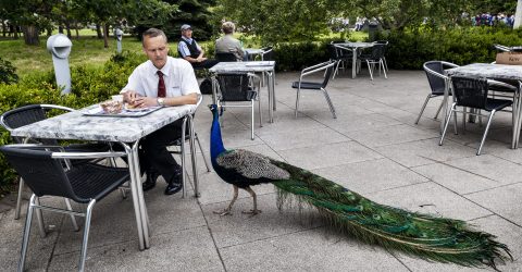 Two peacocks