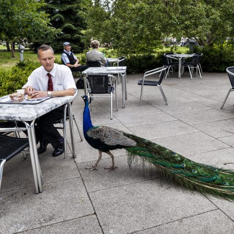 Two peacocks