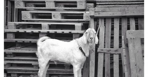Scapegoat