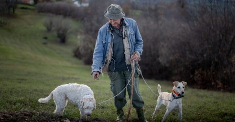 Truffle Hunter #3