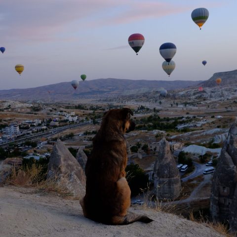 Trip Around The World