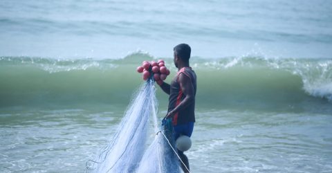 Traditional Net Catch Fishing at Bay-of-Bengal