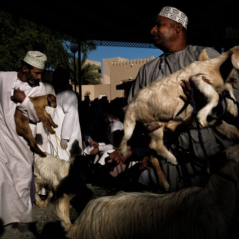 Goat auction