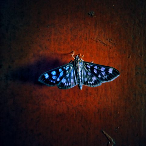avatar butterfly by oviul maruf