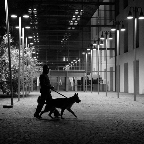 Walking the dog at night