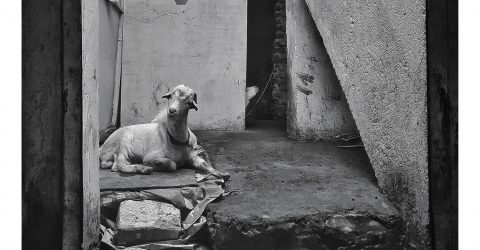 Scapegoat